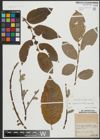 Foto von Salix appendiculata Vill. x Salix caprea L.